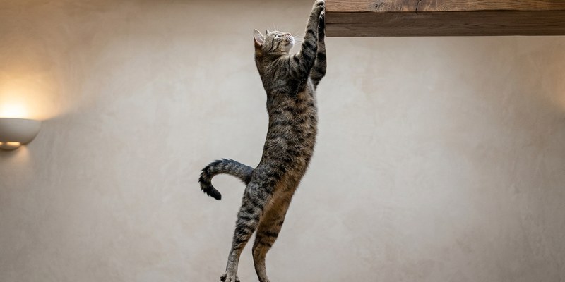 cat standing on wooden