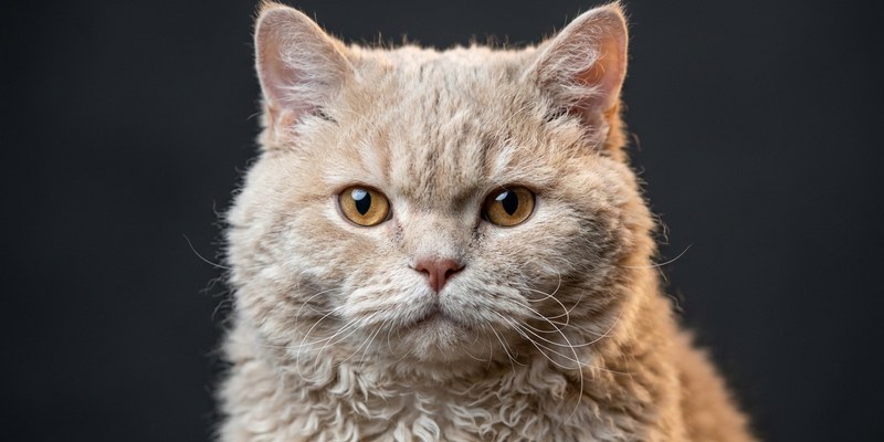 curly cat portrait
