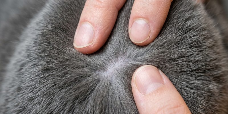 fingertips parting cat fur