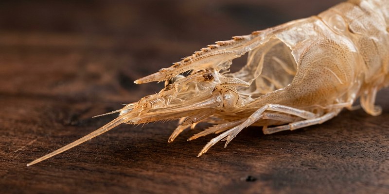 empty prawn carapace board