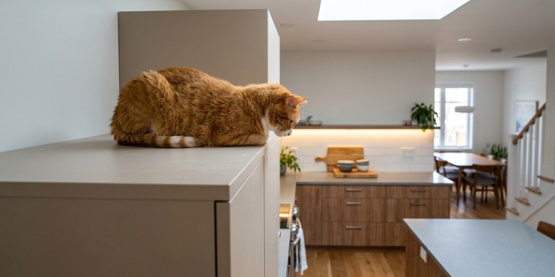 ginger cat kitchen cupboard