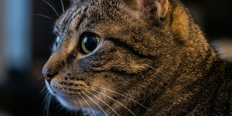 tabby cat face profile