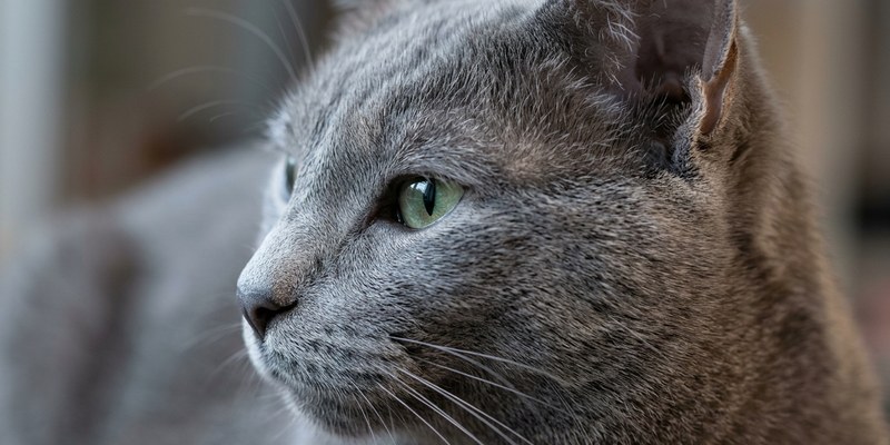 Gato blanco y gris de lado con el pelo del lomo y la cola erizados