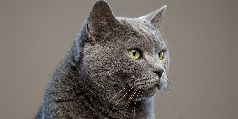 grey cat head close