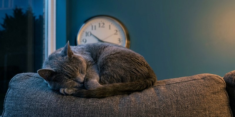Gato adulto relajado tumbado en un sofá de lino con los ojos entornados