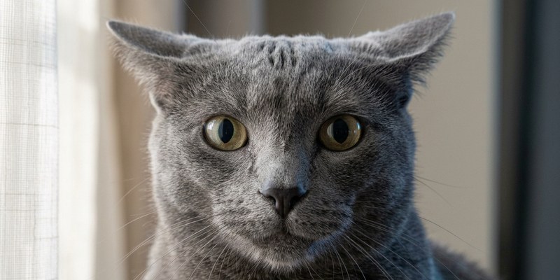 grey cat with flattened
