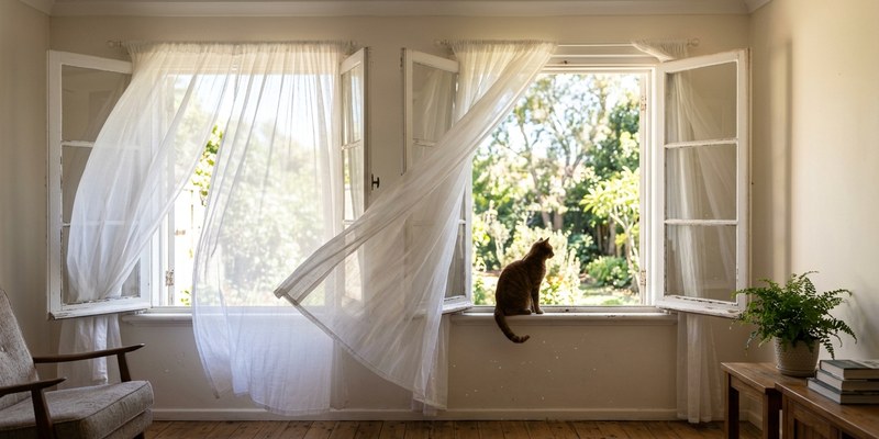 cat sitting on window