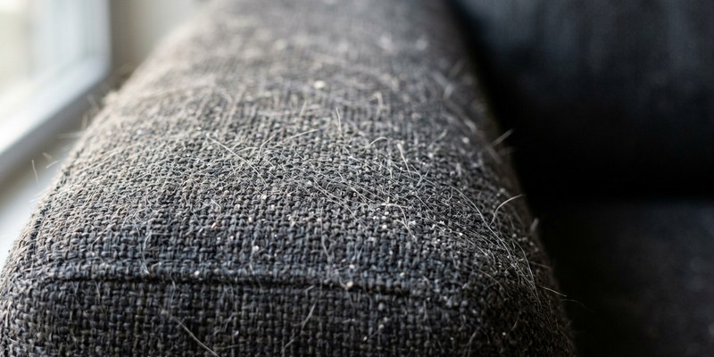 cat hair on sofa
