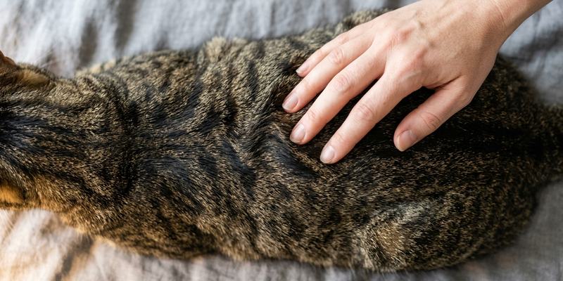 hand stroking striped cat