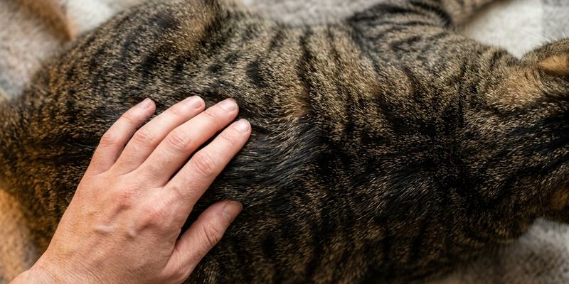 hand stroking striped cat