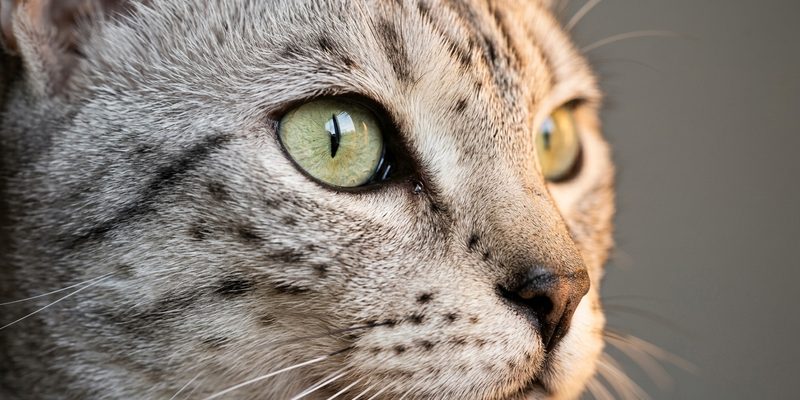 silver spotted cat face