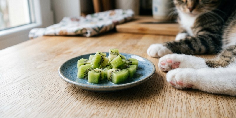 kiwi cubes on small