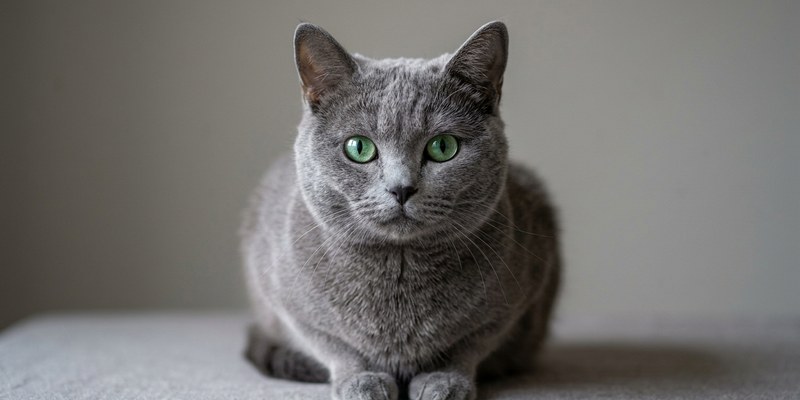 cat sitting facing camera