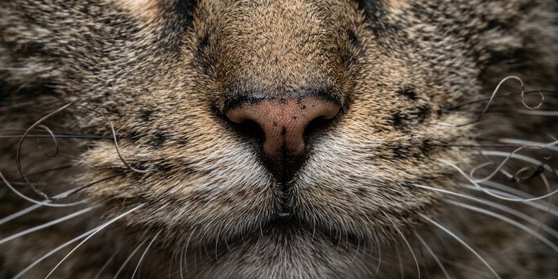cat muzzle and whiskers