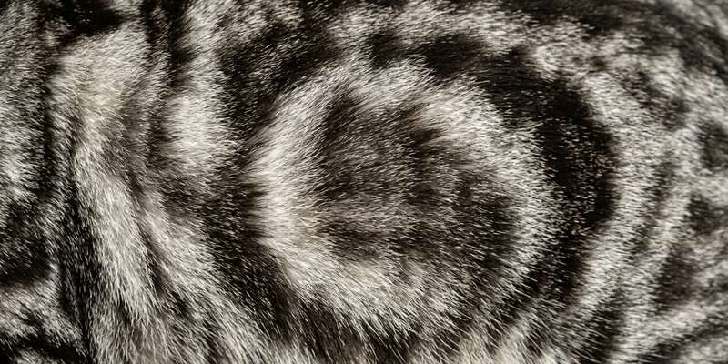 tabby cat fur macro
