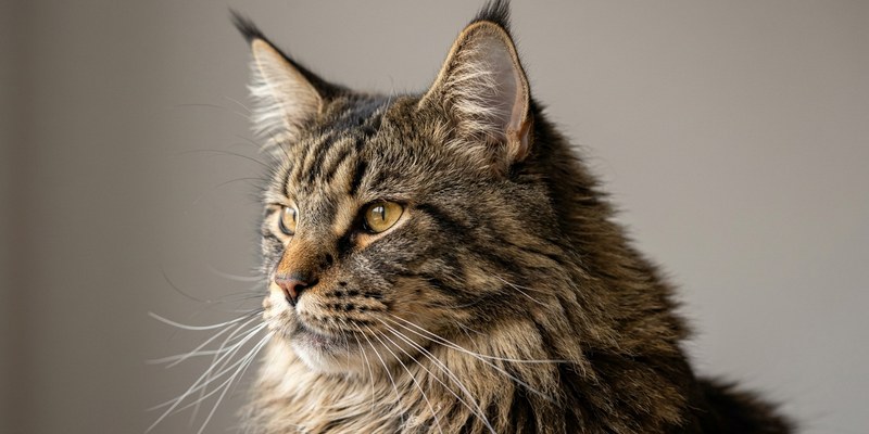 cat portrait close up