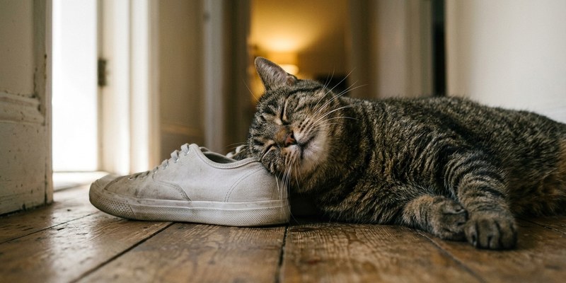 cat rubbing head on