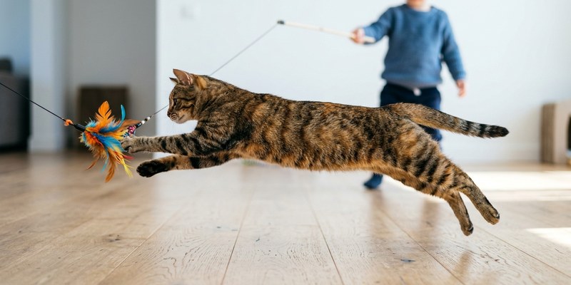 cat leaping after feather