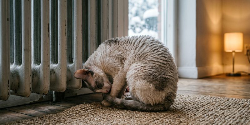 cat curled against radiator