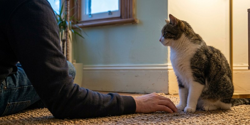 person sitting beside cat