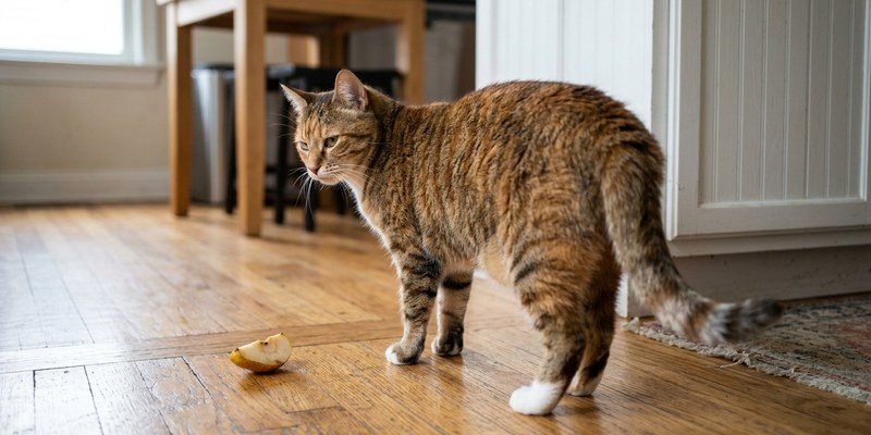 cat turning from pear