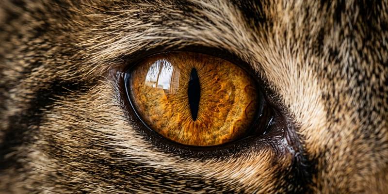 cat amber eye