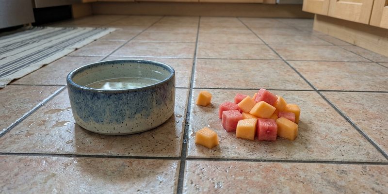 water bowl and melon