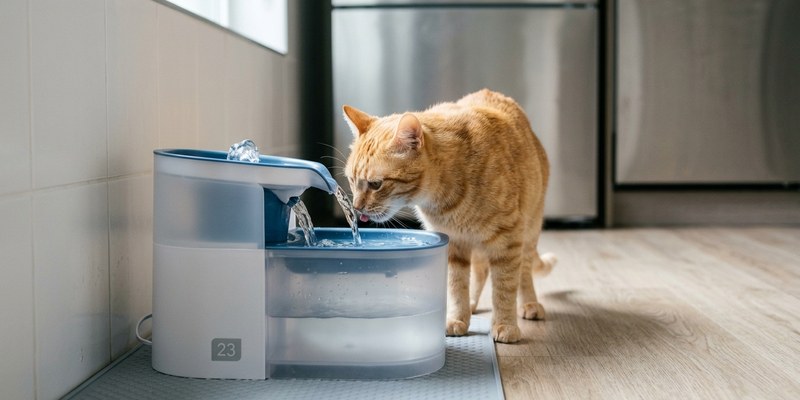 ginger cat drinking water