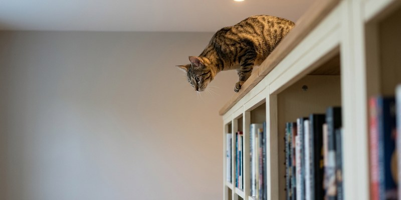 cat balanced