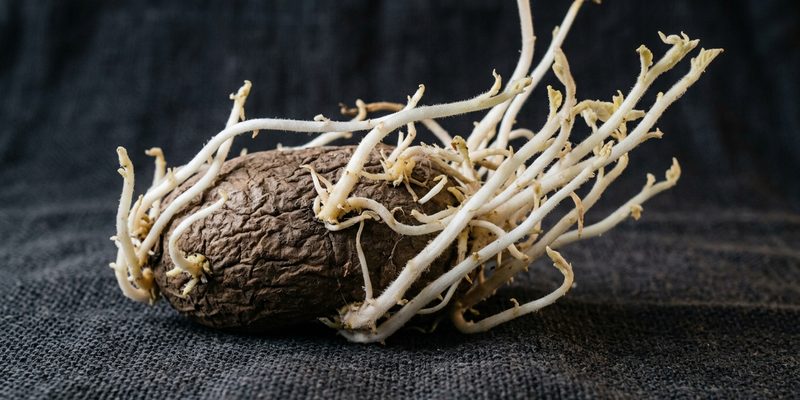 old potato pale sprouts