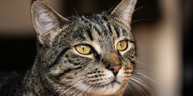 tabby cat head close
