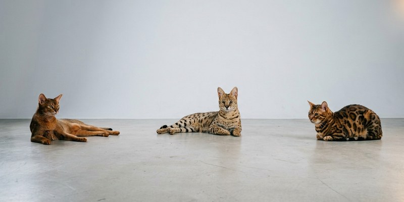 three cats resting on