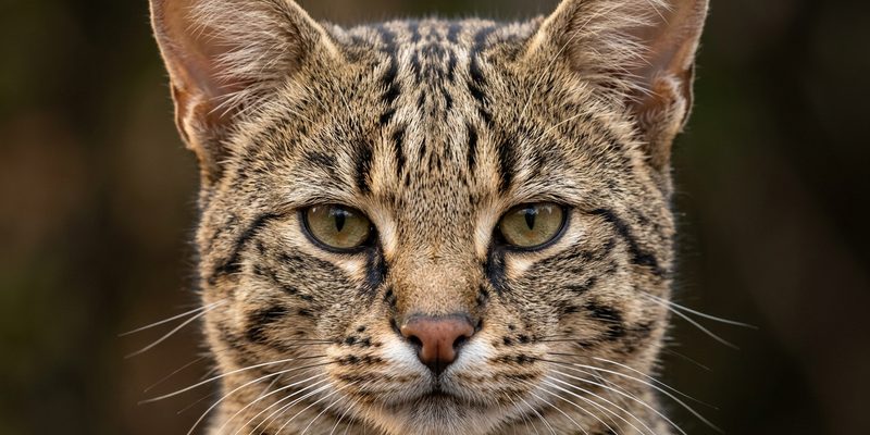 spotted cat head front