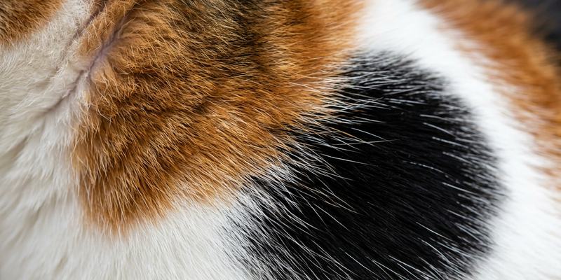 primer plano calico