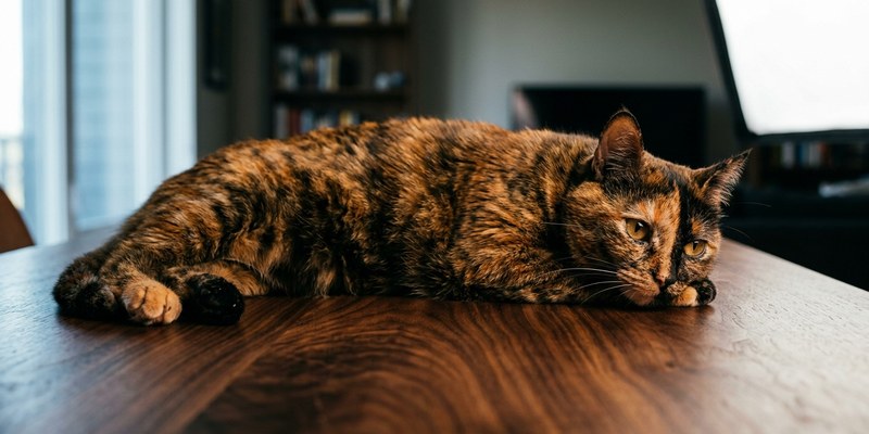 gato carey mesa