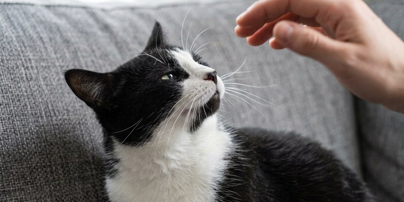 cat pulling head back