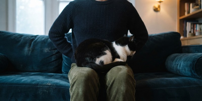 Gato blanco y negro acomodándose en el regazo de una persona con los brazos apartados