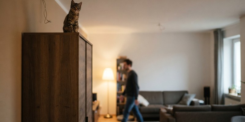 Gato atigrado sentado encima de un armario observando a una persona desenfocada abajo