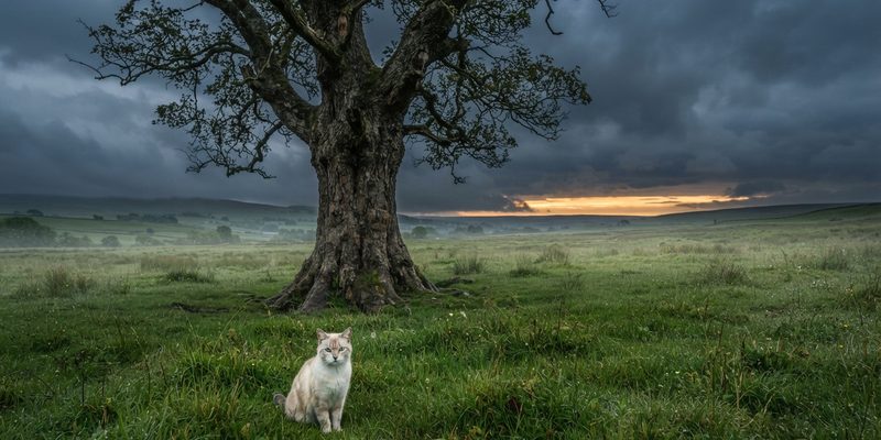 Árbol solitario en un campo con niebla y un gato claro sentado en primer plano
