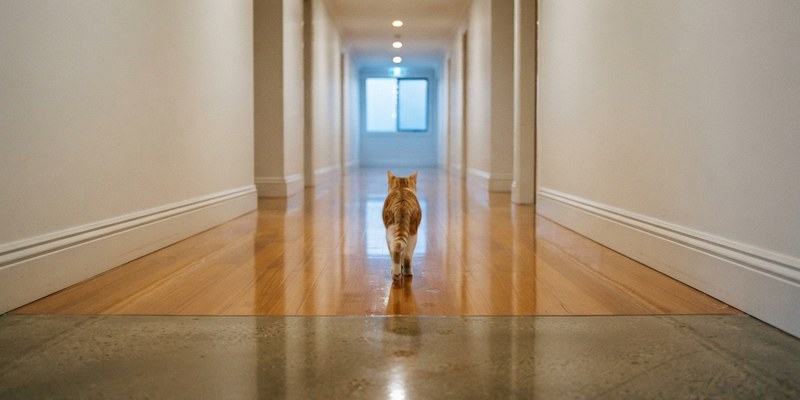 Gato joven caminando por un pasillo pulido que refleja las luces del techo