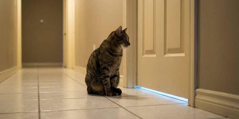 gato esperando puerta