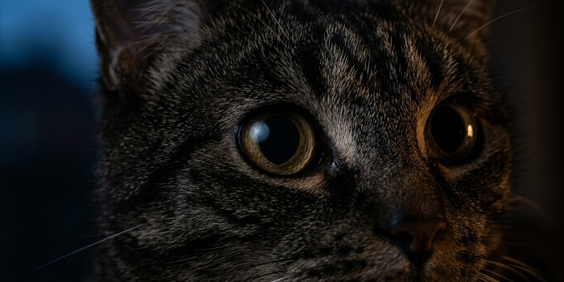 cat pupil and iris