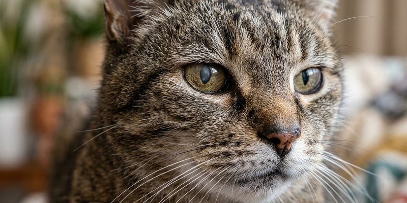 senior cat face close