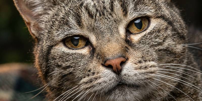 senior tabby cat face