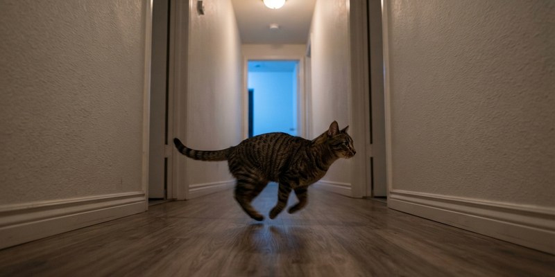 cat sprinting down hallway