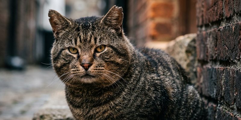 cat facing camera