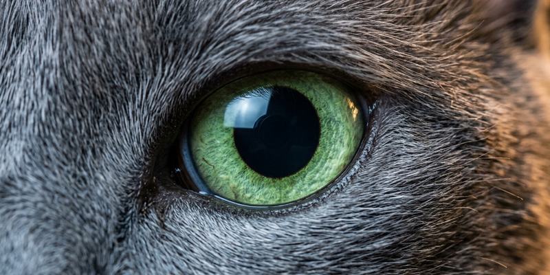 cat eye close up