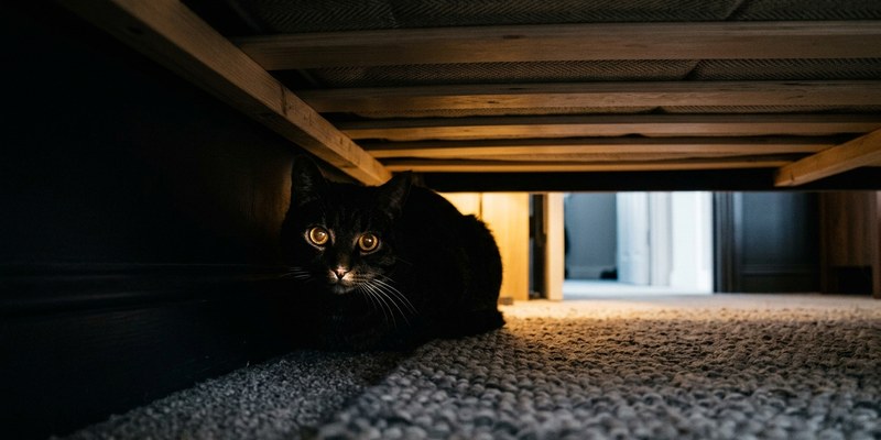 tabby cat hiding under