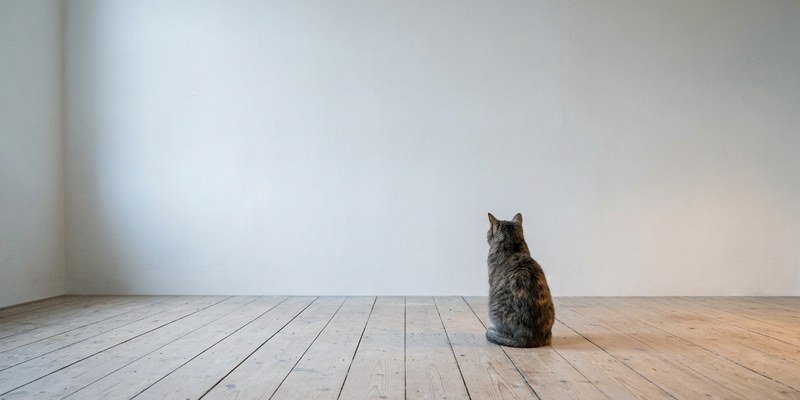 cat staring at wall