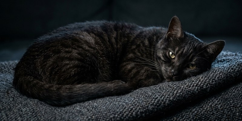 cat paw on wool